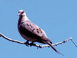 Mourning Dove 