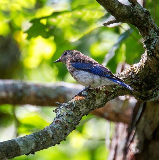 Fledglings
